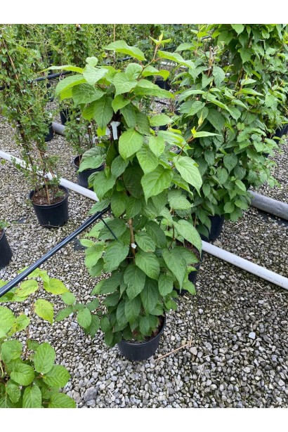 Саджанці Актинідії Кенс Ред